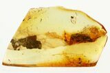 Detailed Fossil False Click Beetle (Eucnemidae) & Mite in Baltic Amber #381295-1